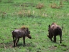 20130929_serengeti_mk166