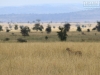 20130929_serengeti_mk276