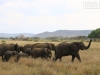 20130929_serengeti_mk302