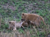 20130929_serengeti_mk414