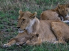 20130929_serengeti_mk425