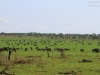 20130930_serengeti_mk111