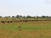 20130930_serengeti_mk125