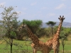 20130930_serengeti_mk148