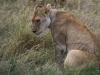 20130930_serengeti_mk171