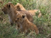 20130930_serengeti_mk221