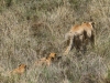 20130930_serengeti_mk228