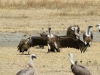 20131001_ngorongoro_krater_mk138