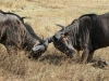 20131001_ngorongoro_krater_mk148