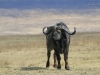 20131001_ngorongoro_krater_mk150