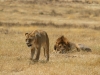 20131001_ngorongoro_krater_mk273