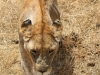 20131001_ngorongoro_krater_mk319