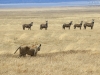 20131001_ngorongoro_krater_mk380