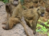 20131002_lake_manyara_np_flug_sansibar_mk023