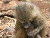 20131002_lake_manyara_np_flug_sansibar_mk034