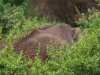 20131002_lake_manyara_np_flug_sansibar_mk043