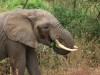 20131002_lake_manyara_np_flug_sansibar_mk061