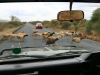 20131002_lake_manyara_np_flug_sansibar_mk168