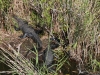 20140421_everglades_mk028