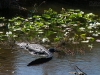 20140421_everglades_mk049