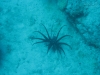 20150716-23_el_gouna_tauchen_egypt_mm311