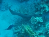 20150716-23_el_gouna_tauchen_egypt_mm424