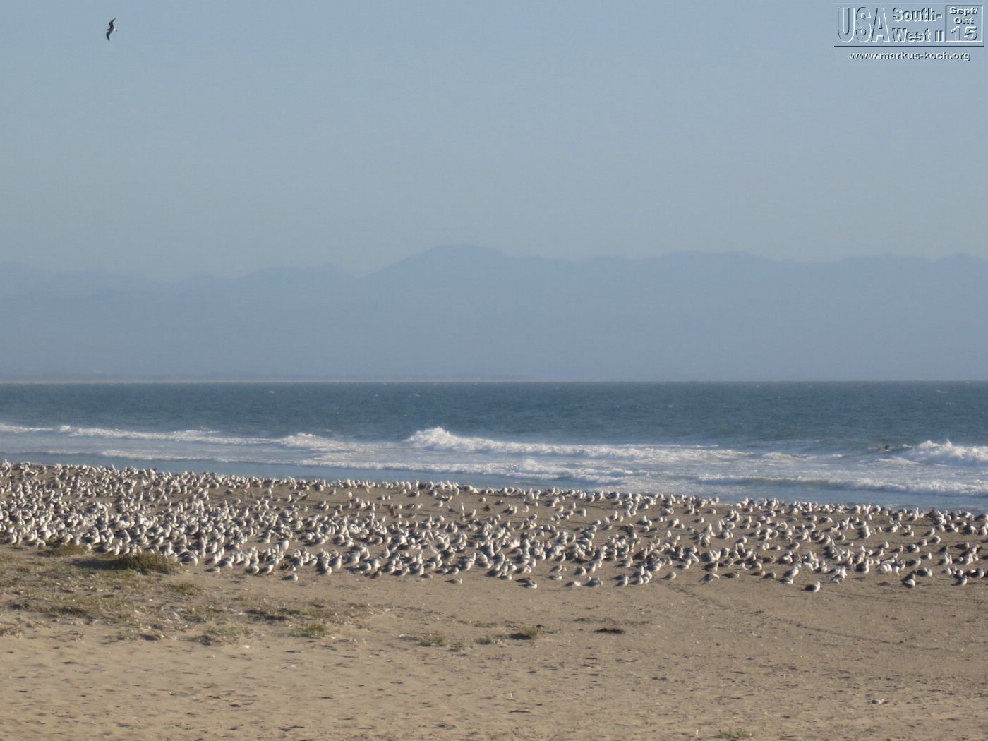 20150917_kirkcreek_us1_bigsur_monterey_watsonville_mk244