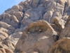 20150927_alabamahills_deathvalley_mk089