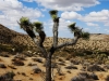 20151013_kingman_joshuatree_mk015