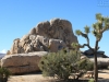 20151013_kingman_joshuatree_mk029