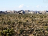 20151013_kingman_joshuatree_mk048