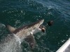 20221103-21_suedafrika_kapstadt_gardenroute_mk2234