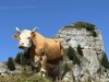 20250816-20_schweiz_rheinfall_jungfrauregion_mk224