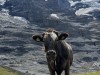 20250816-20_schweiz_rheinfall_jungfrauregion_mk447a