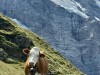 20250816-20_schweiz_rheinfall_jungfrauregion_mk452a