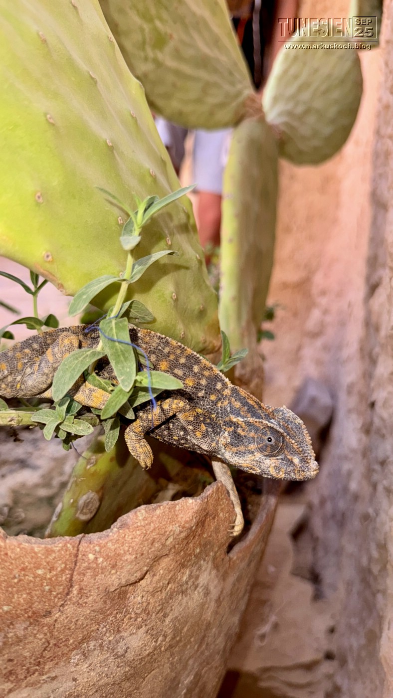 20250903-13_magiclife_penelope_beach_djerba_tunesien_mk345